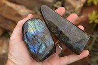 Polished Labradorite Standing Free Forms With Intense Blue & Gold Flash x 3 From Tulear, Madagascar - TopRock