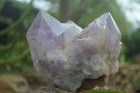 Natural Jacaranda Amethyst Cluster x 1 From Mumbwa, Zambia - TopRock