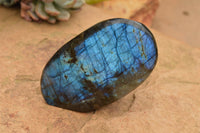 Polished Labradorite Standing Free Forms With Intense Blue & Gold Flash x 3 From Tulear, Madagascar - TopRock