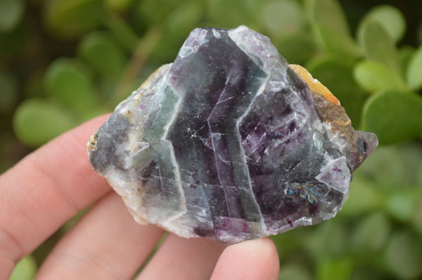 Polished Watermelon Fluorite Slices  x 12 From Namibia