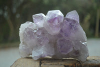 Natural Jacaranda Amethyst Clusters  x 2 From Zambia - Toprock Gemstones and Minerals 