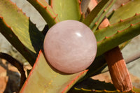 Polished Gemmy Pink Rose Quartz Spheres With Asterisms  x 6 From Madagascar - TopRock