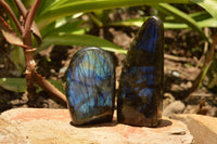 Polished Labradorite Standing Free Forms With Intense Blue & Gold Flash x 3 From Tulear, Madagascar - TopRock