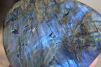 Polished Flashy Labradorite Standing Free Forms  x 2 From Tulear, Madagascar - Toprock Gemstones and Minerals 