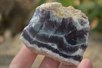 Polished Watermelon Fluorite Slices  x 12 From Namibia