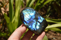 Polished Labradorite Standing Free Forms With Intense Blue & Gold Flash x 3 From Tulear, Madagascar - TopRock