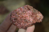 Natural Rough Red Rhodonite Specimens x 6 From Zimbabwe