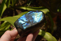 Polished Labradorite Standing Free Forms With Intense Blue & Gold Flash x 3 From Tulear, Madagascar - TopRock