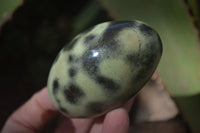 Polished Spotted Leopard Stone Standing Free Forms  x 6 From Zimbabwe