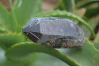 Natural Mixed Single Smokey Quartz Crystals  x 12 From Southern Africa - TopRock