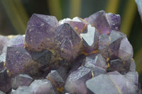 Natural Dark Purple Amethyst Clusters  x 3 From Mapatizya, Zambia - TopRock