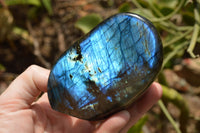 Polished Labradorite Standing Free Forms With Intense Blue & Gold Flash x 3 From Tulear, Madagascar - TopRock