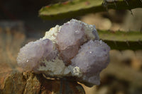 Natural Spirit Amethyst Quartz Clusters x 6 From Boekenhouthoek, South Africa