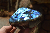 Polished Labradorite Standing Free Forms With Intense Blue Flash x 2 From Sakoany, Madagascar - TopRock