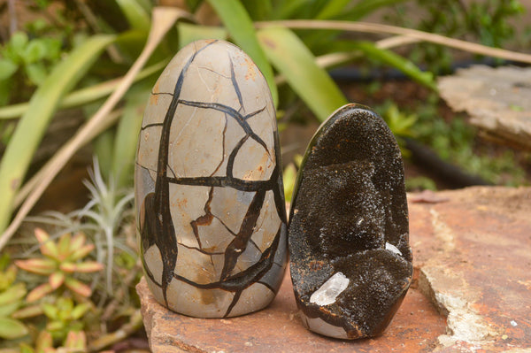 Polished Septaria (Calcite & Aragonite) Standing Free Forms  x 2 From Mahajanga, Madagascar - TopRock