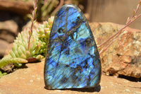 Polished Labradorite Standing Free Forms With Intense Blue Flash x 2 From Sakoany, Madagascar - TopRock