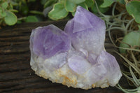 Natural Jacaranda Amethyst Clusters  x 3 From Mumbwa, Zambia - Toprock Gemstones and Minerals 