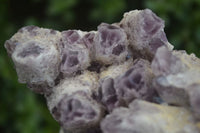 Natural Sugar Amethyst Quartz Cluster  x 1 From Zambia - Toprock Gemstones and Minerals 