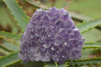 Natural Deep Jacaranda Amethyst Crystal Clusters  x 6 From Zambia - TopRock