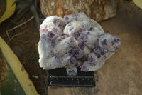 Natural Sugar Amethyst Quartz Cluster  x 1 From Zambia - Toprock Gemstones and Minerals 