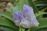 Natural Jacaranda Amethyst Clusters  x 3 From Mumbwa, Zambia - Toprock Gemstones and Minerals 