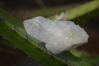 Natural Single Cascading Quartz Crystals  x 35 From Madagascar - Toprock Gemstones and Minerals 