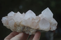 Natural White Spirit Cactus Quartz Clusters  x 2 From Boekenhouthoek, South Africa - Toprock Gemstones and Minerals 