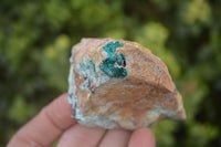 Natural Dioptase In Matrix Specimens  x 12 From Grootfontein, Namibia