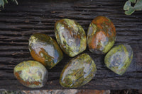 Polished Green Opal Standing Free Forms  x 6 From Madagascar - Toprock Gemstones and Minerals 