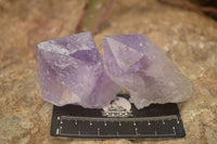 Natural Jacaranda Amethyst Crystals x 12 From Mumbwa, Zambia