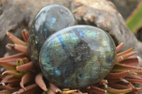 Polished Flashy Labradorite Palm Stones  x 12 From Tulear, Madagascar - TopRock