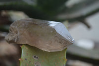 Natural Mixed Single Smokey Quartz Crystals  x 12 From Southern Africa - TopRock