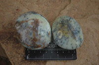 Polished Extra Large Dendritic Opal Palm Stones  x 6 From Madagascar - Toprock Gemstones and Minerals 