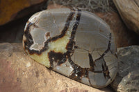 Polished Septerye Free Form Slices   x 6 From Mahajanga, Madagascar - Toprock Gemstones and Minerals 