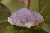 Natural Spirit Amethyst Quartz Clusters x 2 From Boekenhouthoek, South Africa