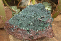 Natural Drusy Coated Ball Malachite On Dolomite Specimen  x 1 From Likasi, Congo