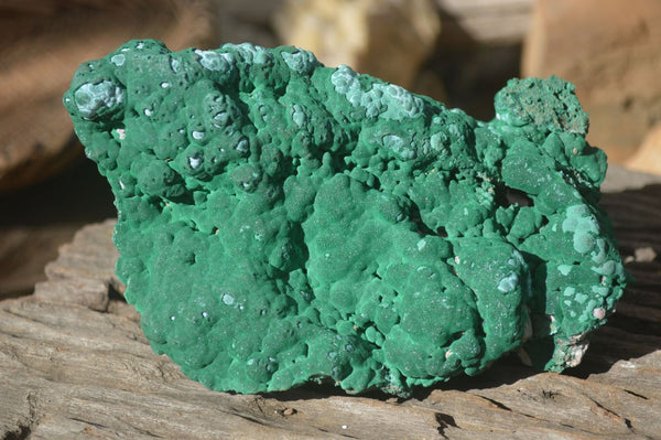 Natural Groovy Botryoidal Malachite With Chrysocolla Specimens x 2 From Kolwezi, Congo