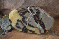 Polished Septerye Free Form Slices   x 6 From Mahajanga, Madagascar - Toprock Gemstones and Minerals 