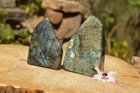 Polished Blue & Gold Labradorite Standing Free Forms  x 2 From Tulear, Madagascar - TopRock