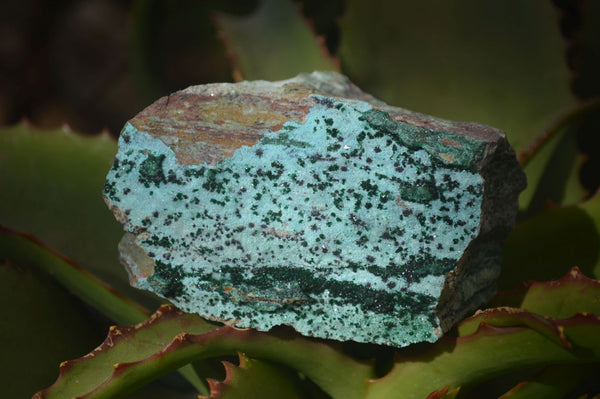 Natural Drusy Coated Chrysocolla Specimens  x 3 From Kakanda, Congo