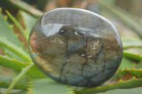 Polished Flashy Labradorite Palm Stones  x 12 From Tulear, Madagascar - TopRock