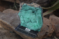 Natural Etched Malachite Specimens x 2 From Congo