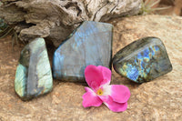 Polished Labradorite Standing Free Forms With Intense Blue & Gold Flash x 3 From Tulear, Madagascar - TopRock