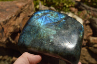 Polished Labradorite Standing Free Forms With Intense Blue & Gold Flash x 2 From Sakoany, Madagascar - TopRock