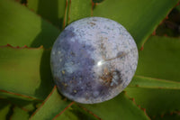 Polished Extra Large Dendritic Opal Palm Stones  x 6 From Madagascar - Toprock Gemstones and Minerals 