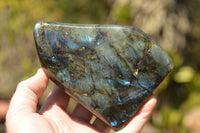 Polished Blue & Gold Labradorite Standing Free Forms  x 2 From Tulear, Madagascar - TopRock