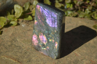 Polished Rare Purple Flash Labradorite Standing Free Forms x 2 From Tulear, Madagascar