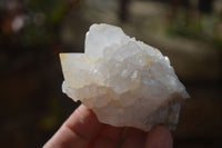 Natural White Cactus Flower Spirit Quartz Specimens x 12 From Boekenhouthoek, South Africa