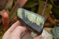 Polished Labradorite Standing Free Forms With Intense Blue & Gold Flash x 3 From Tulear, Madagascar - TopRock