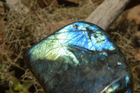 Polished Labradorite Standing Free Forms With Intense Blue & Gold Flash x 2 From Sakoany, Madagascar - TopRock